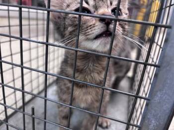 A477003 -  Domestic Short Hair Cat for Adoption in Oklahoma City, Oklahoma - A477003 | PetCurious