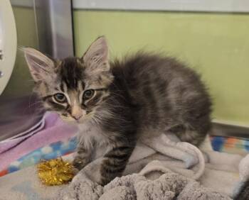 Dill -  Domestic Short Hair Cat for Adoption in Dickson, Tennessee - Dill | PetCurious
