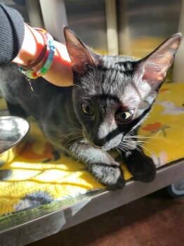 Domestic Short Hair Cats Available for Adoption - Zephyr | PetCurious