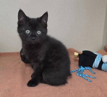Koala -  Domestic Short Hair and American Bobtail Cat for Adoption - Koala | PetCurious