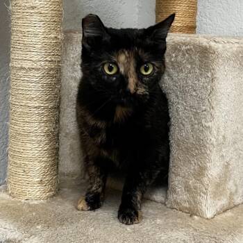Josie -  Domestic Short Hair Cat for Adoption in Yucca Valley, California - Josie | PetCurious