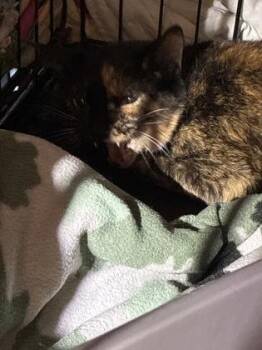 Cass (E50) -  Domestic Short Hair Cat for Adoption in Lafayette, Indiana - Cass (E50) | PetCurious