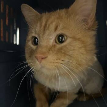 Domestic Short Hair Cats Available for Adoption in Chaska, Minnesota - Dandy Lion | PetCurious