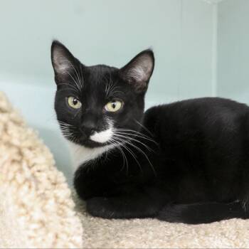 MJ -  Domestic Short Hair Cat for Adoption in South Elgin, Illinois - MJ | PetCurious