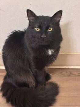 Domestic Medium Hair and Domestic Short Hair Cats Available for Adoption in West Chester, Pennsylvania - Sebastian | PetCurious