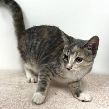 Tilly -  Domestic Short Hair Cat for Adoption in Warrensburg, Missouri - Tilly | PetCurious