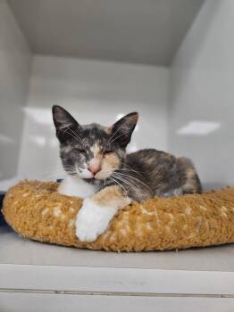 Domestic Short Hair Cats Available for Adoption in Corpus Christi, Texas - Buttons | PetCurious