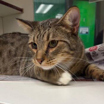 Zig -  Domestic Short Hair Cat for Adoption in Cheyenne, Wyoming - Zig | PetCurious