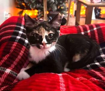 Domestic Short Hair Cats Available for Adoption - Kaboodle | PetCurious