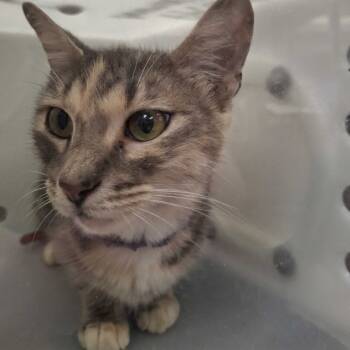 Rescue Domestic Short Hair Cats for Adoption in Columbus, Georgia - Aliyah | PetCurious