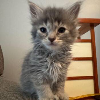 Domestic Long Hair and Extra Toes Cat Hemingway Polydactyl Cats Available for Adoption in La Grange, Kentucky - Jolene | PetCurious