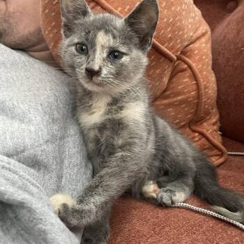 Rescue Domestic Short Hair Cats for Adoption in Seneca, South Carolina - Boo | PetCurious