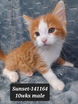Domestic Short Hair and Tabby Cats Available for Adoption in New York, New York - Sunset | PetCurious