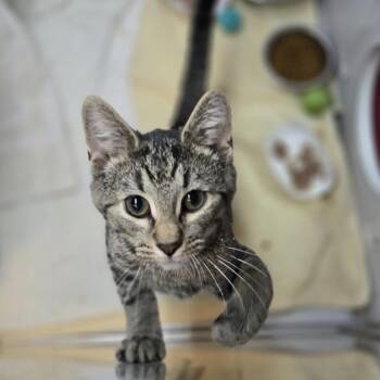Sk8er Boi -  Domestic Short Hair Cat for Adoption in Pittsburgh, Pennsylvania - Sk8er Boi | PetCurious