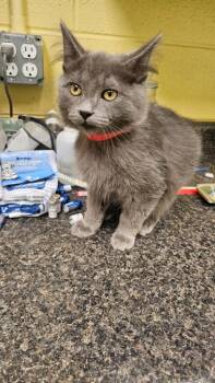 Domestic Medium Hair Cats Available for Adoption in Crossville, Tennessee - Cedar | PetCurious