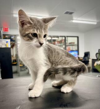 Jovie -  Domestic Short Hair Cat for Adoption in Kalamazoo, Michigan - Jovie | PetCurious