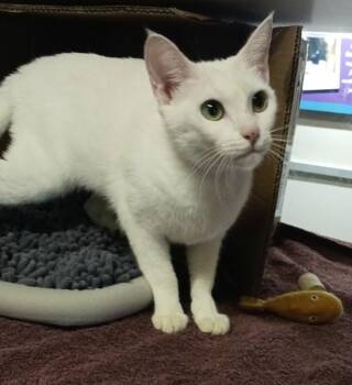 Soda -  Domestic Short Hair Cat for Adoption in Oakland, California - Soda | PetCurious