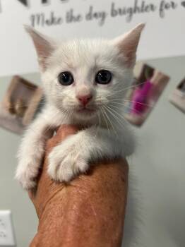 Domestic Short Hair Cats Available for Adoption in Gautier, Mississippi - Taco | PetCurious