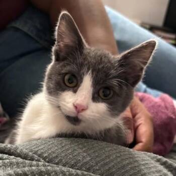 Hot Rod -  Domestic Short Hair Cat for Adoption in Traverse City, Michigan - Hot Rod | PetCurious