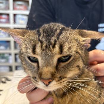 Mama Arbor -  Domestic Short Hair Cat Available for Adoption in Mt. Juliet, Tennessee - Mama Arbor | PetCurious