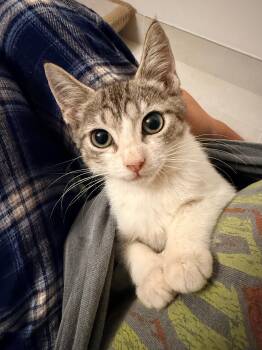 Rowan -  Domestic Short Hair Cat for Adoption in Quail Heights, Florida - Rowan | PetCurious