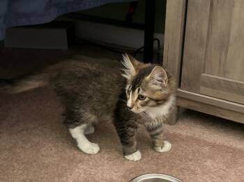 Thor BONDED to Freya -  Maine Coon Cat for Adoption in Anthem, Arizona - Thor BONDED To Freya | PetCurious