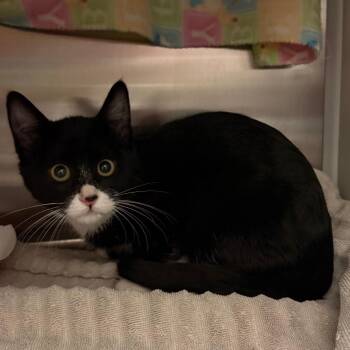 Domestic Short Hair Cats Available for Adoption - Samara | PetCurious