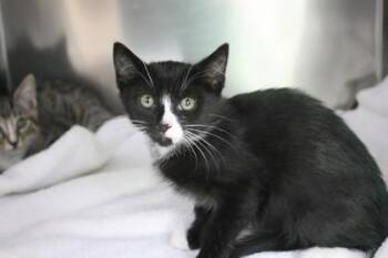 Foxie -  Domestic Short Hair Cat for Adoption in Brunswick, Georgia - Foxie | PetCurious