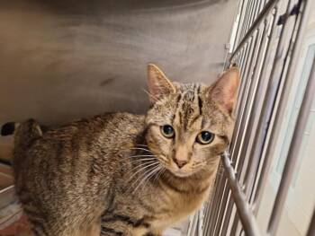 Domestic Short Hair Cats Available for Adoption in Hagerstown, Maryland - FERNANDO | PetCurious
