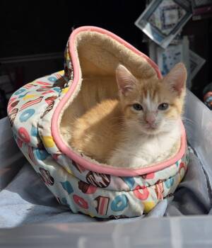 Rescue Domestic Short Hair Cats for Adoption in Schertz, Texas - Astrid Apricot Tempest Moonflower | PetCurious