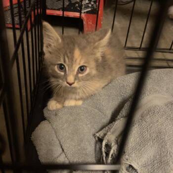 Cuddle Fish -  Domestic Medium Hair Cat for Adoption in Greensboro, North Carolina - Cuddle Fish | PetCurious
