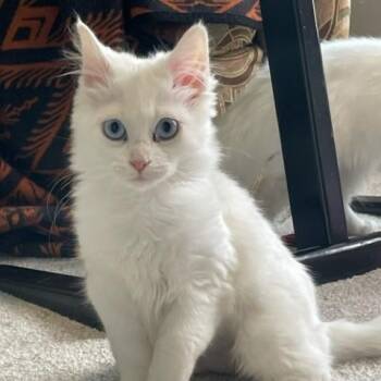 Domestic Medium Hair Cats Available for Adoption in Hudsonville, Michigan - Sanibel  | PetCurious