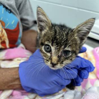 Nibbles -  Domestic Short Hair Cat for Adoption in Chattanooga, Tennessee - Nibbles | PetCurious