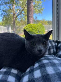 Domestic Short Hair Cats Available for Adoption in Wilmington, North Carolina - Grayson | PetCurious