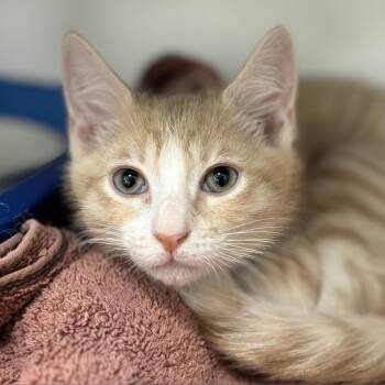 Pawson Ingram -  Domestic Short Hair Cat for Adoption in Cumming, Georgia - Pawson Ingram | PetCurious