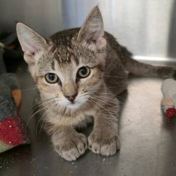 Everest -  Extra Toes Cat Hemingway Polydactyl Cat for Adoption in Spokane, Washington - Everest | PetCurious