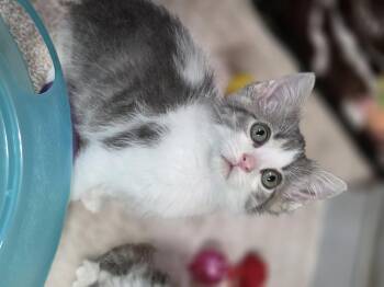 Jude -  Domestic Short Hair Cat for Adoption in Medford, Wisconsin - Jude | PetCurious