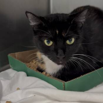 Maki -  Domestic Short Hair Cat for Adoption in Chattanooga, Tennessee - Maki | PetCurious
