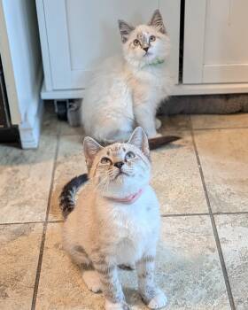 Sugar Cookie and Yahtzee -  Domestic Short Hair Cat for Adoption in Seattle, Washington - Sugar Cookie And Yahtzee | PetCurious
