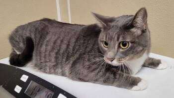 Sam -  Domestic Short Hair Cat for Adoption in Vancouver, Washington - Sam | PetCurious