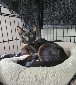 Rescue Domestic Short Hair Cats for Adoption in Melbourne, Florida - Hershey | PetCurious
