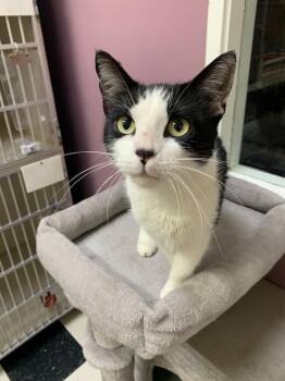 Domestic Short Hair Cats Available for Adoption in Wetaskiwin, Alberta - Jasmine | PetCurious