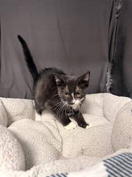 TANGO -  Domestic Short Hair Cat for Adoption in Grovetown, Georgia - TANGO | PetCurious