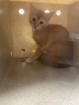CACTUS -  Domestic Short Hair Cat for Adoption in Tallahassee, Florida - CACTUS | PetCurious
