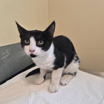 Christina -  Domestic Short Hair Cat for Adoption in Pasadena, California - Christina | PetCurious
