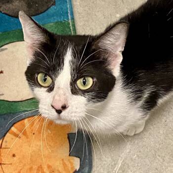 Rescue Domestic Short Hair Cats for Adoption in Fishers, Indiana - Jessie | PetCurious