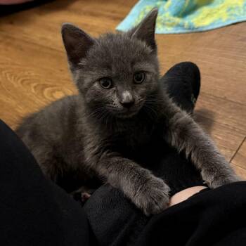 Cindy -  Domestic Short Hair Cat Available for Adoption in Waldorf, Maryland - Cindy | PetCurious
