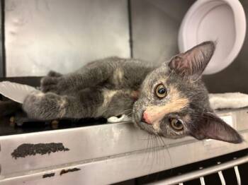 LOVEY -  Domestic Short Hair Cat for Adoption in Fort Wayne, Indiana - LOVEY | PetCurious