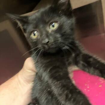 Goose -  Domestic Short Hair Cat for Adoption in New York, New York - Goose | PetCurious