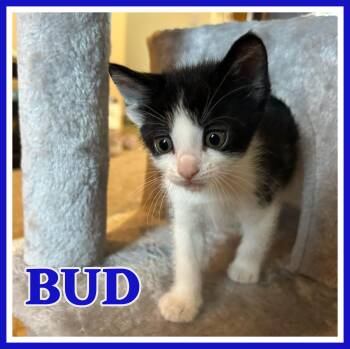 Rescue Domestic Short Hair Cats for Adoption in Valley City, North Dakota - Bud | PetCurious